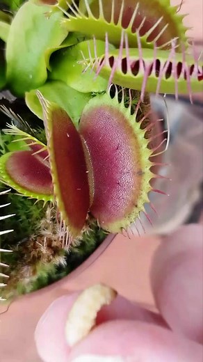 26K views · 608 reactions | Venus Flytrap worm eating compilation #trend #plants #short | Plant&us | Facebook
