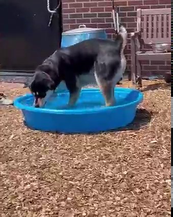 On a hot day like today, our boy Fred thinks you should be in a pool like him! It’s a great way to cool off and as you can see, he’s enjoying himself with one of our awesome volunteers! Fred is a 3-4 year old shepherd mix who loves running around our yard playing. He needs an experienced owner who can handle this big boy. We think he’d do best in a house without kids, other pets and with a 6 ft fence. If you’d like to meet Fred, please give us a call. #adoptdontshop #rescuedog #shelterdog #sheph