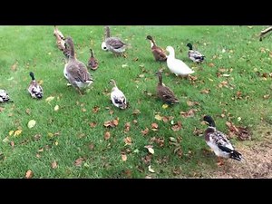 Domestic duck flock flight