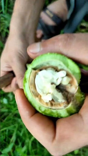 How to Eat Green Walnuts | Early Stage Walnut Eating Guide