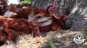 Dust bathing keeps our hens' feathers shiny and their skin healthy! | Happy Egg
