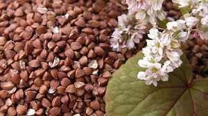 Гречиха: фото, описание как цветет, ее польза и применение, как растет на полях, в каком месяце цветение, когда и каким цветом, цветущая гречка