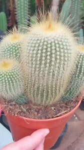 Beautiful Cactus 🌵🌵😍 #beautiful #cactus #cactuslover #Amazing #reels #viral #beauty #garden #gardening #fyp #viralreels #foryou | Decor & Beauty