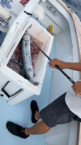 Big barracuda coming in hot on BOLO #BOLOSPORTFISHING #BARRACUDA | BOLO Sport Fishing