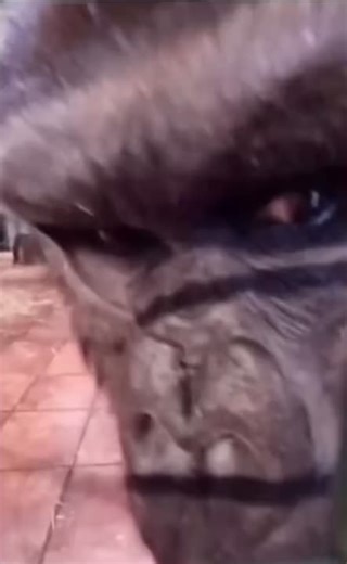 Zesty Monkey Meme That Will Make You Laugh