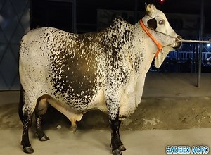 90K views · 9.1K reactions | 2023 Qurbani eid huge sahiwal pakra goru...