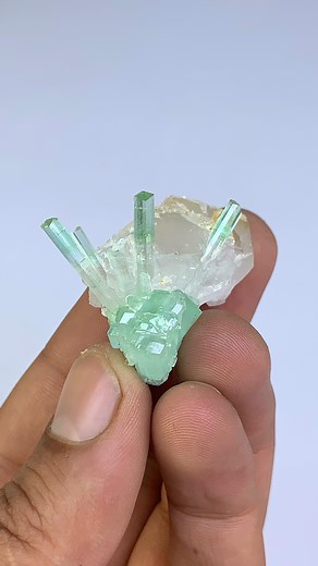 Presenting here spectacular Paraiba elbaite var tourmaline cluster on quartz having nice colour and lustre. Pm for more info. #karakoram_minerals #elbaite #Crystal #gemstone #rockhounds #rockhounding #geology #geologist #gemology #gemologist #mineralshow #minerals #naturalgemstone #instacrystals #crystalshop #gemshop #crystals #gemstones #gemporn #mineralporn #crystalporn #geologyrocks #fineminerals #finegemstone #crystalline #geologypage #metaphysical #rocksforsale #tourmaline #paraiba | Shigar