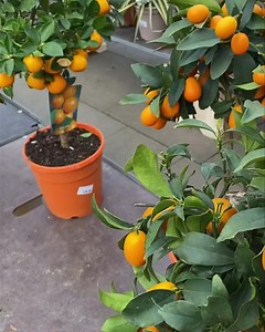 90K views · 297 reactions | Plants with fruits in London market | Sathyan Nedumanchery | Facebook