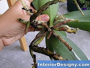 Jardin: Comment Faire Pour Résoudre La Maladie Des Poiriers Des Feuilles - 2026 | Fr.Interior-Designy.com