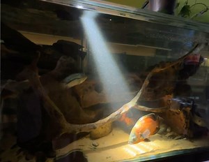 #displaytank #oscarfish #oscarcichlid #aquarium #aquadisiac #aquadisiacstore #cichlids #paddingtonsydney #aquadisiacaquarium | Aquadisiac