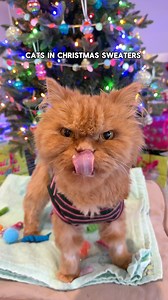 48K views · 4.8K reactions | Nothing better than Cappy in a Christmas sweater hehe✨ #cutecats #holidaycats #catlover #christmassweater | Katie Beth Miedaner | Facebook