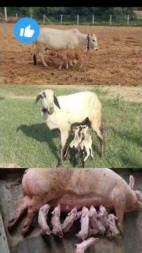 How to stop brucellosis