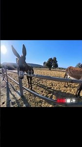 Tag that donkey 🐴 💥. #reels #shorts #viral #trending #asm932 #donkey #bunty #odiyammadonkey #comedy