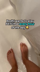 28K views · 238 reactions | The hope in his eyes when I opened the shower curtain  #dogsitting #sweetheart #fetch #furbaby #reels #bodhi | Getti | Facebook