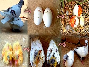 6.2K views · 102 reactions | Day by day pigeon baby growth | Pigeon Chick growth 1 to 30 days | BIRD 24 | Facebook