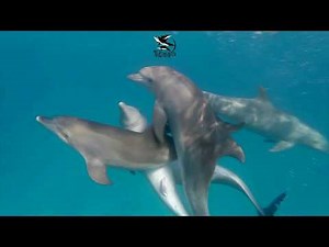 Dolphins Sexuality mating