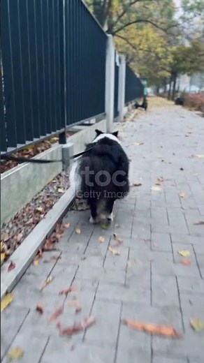 istockphoto 2180983992 640 adpp is