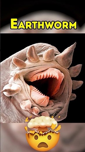 Insects Under Electron Microscope 🤯