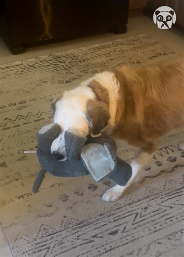 Dog is puzzled that he cannot see! | Bored Panda Art