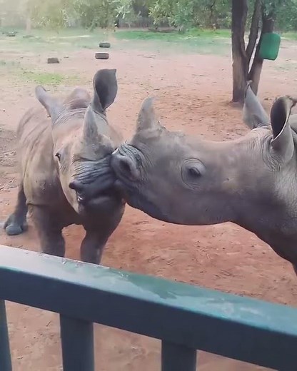 Baby Rhino Kisses
