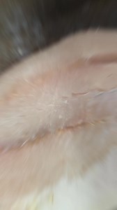 Barramundi Yucatán! | Rockfish Seafood Grill