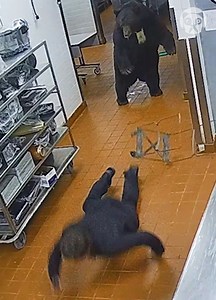 Bear attacks security guard | Bored Panda Art