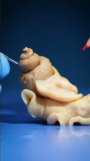 What's Inside a Snail Shell?