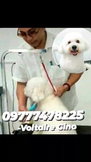 Bichon Frise, originally a Spanish dog breed but it was developed in France a close cousins of maltese and a Havanese. This little guy here, says a lot of its nature a cheerful and amiable with black eyes, and a curly thick white fur. I share over 30 yrs of Pet Grooming experience; Take your grooming skills to the next level. Learn how to groom the Asian Fusion clip, breed specific styling, Dematting, prep work? hand stripping and scissoring techniques, learn about different medical issues. Be p