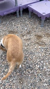 How they love to use their sniffers. My very first dog was a sniffer. SNOOPY SNIFFER! Okay, I totally gave away my age with that one. I used to walk in front of our Cambridge home with my Snoopy Sniffer toy dog. My mother told me years later that I really believed he was a real dog. He was-to me. We always had a family dog, usually a Golden. I wanted my own dog. I found that in Snoopy. Also, he did not poop - so…..winning! | a Tail above, LLC