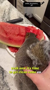 Never enough watermelon 🍉 | Animal Memes