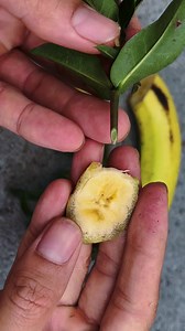 Growing Ixora flowers with branches #rosegarden #rosegarden #plantingseeds #plantingroots #growing #growingtree #anthurium #anthuriumhybrid #flowerplant #flowers #roseflower #Growing #Planting #FlowerPlant #Anthurium #plantingroots #roses | MasterYii-9