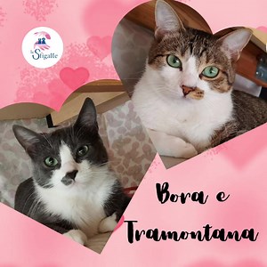 29 reactions · 15 shares | REGALATE AMORE TARGATO SFIGATTE A SAN...