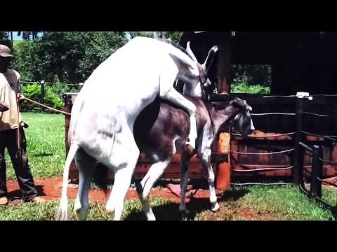Hybrid Horse Donkey Mating with Burro