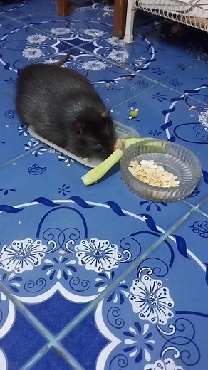 กินจนหลับคาจาน I ate too much so it made me sleepy and sleep on my foods plate. | Pakarporn Pissamai