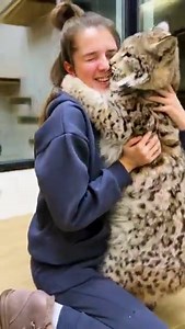Wild lynx reaction to a stranger 🥰A very friendly lynx - you can immediately feel that she was raised with love 💗
