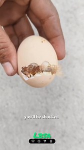 Chicken embryo development stages, after fertilization in the oviduct, begin with cleavage, forming a blastoderm. This is followed by gastrulation, creating the three germ layers (ectoderm, mesoderm, and endoderm), the primitive streak, and the neural tube. Organogenesis then occurs, where these germ layers differentiate into organs and tissues, leading to a fully developed chick at hatching, typically on day 21. #ChickenEmbryo #EmbryoDevelopment #Embryology #AvianDevelopment #DevelopmentalBiolo