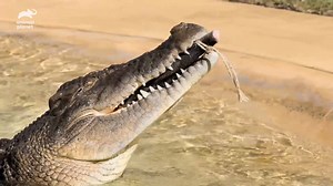 Ever seen a Crocodile death roll?! 🐊👦 | Discovery Channel UK
