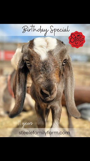 Celebrating 11 years of Goat Milk Goodness today! Save 30% with coupon code BIRTHDAY11 with a $60 purchase or more TODAY, April 1, 2025. Plus, get a FREE surprise gift from us with every order today as a thank you for allowing us to LOVE what we do!!! Shop steelefamilyfarm.com before midnight tonight!! #couponcode #birthday #celebrate #steelefamilyfarm #goatmilkgoodness #goatmilk #goatmilkskincare #skincare #birthdaycountdown #save | Steele Family Farm