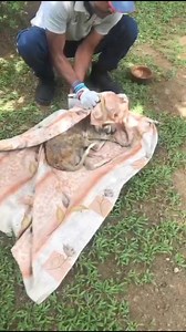 18K views · 563 reactions | Hector’s story … from rescue to recovery ❤️ | Otara Gunewardene | Facebook