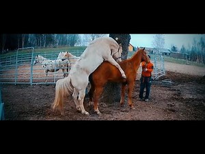 Hand breeding a Maiden Mare / KRYCIE Z RĘKI, KLACZ PIERWIASTKA