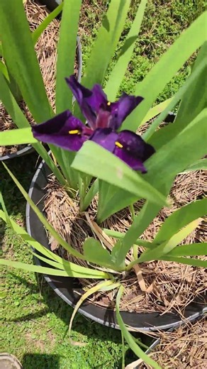 Big Black Game cock Louisiana Iris & Hymenocallis.