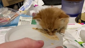 2.2K views · 431 reactions | T-REX IS EATING ON HIS OWN!!!  (POST...