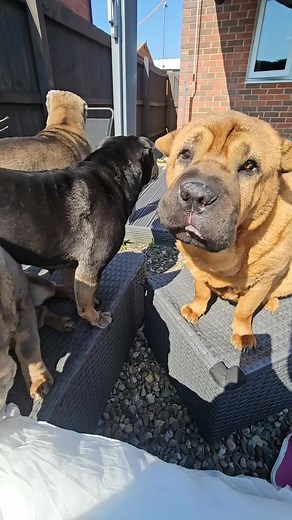Shar Pei Puppies Home/Adoption @topfans My girlies 🥲💓 #sharpei #sharpeipuppy #sharpeilove #sharpeiofinstagram #sharpeiworld #sharpeilife #wrinkledog #wrinklydog #dogsofinstagram #dogstagram #puppylove #doglover #cutedog #doglife #ilovemydog #dogoftheday #instadog #sharpeiclub #sharpeistyle #sharpeipics #sharpeilovers #sharpeifamily #sharpeination #sharpeiforever #sharpeiloversunite | Shar Pei Puppies Home/Adoption