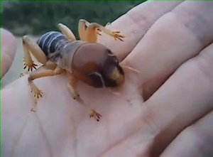 12 reactions | This is a Jerusalem #Cricket. It's not from Jerusalem, and it's not a cricket. They are flightless insects found in the #US and parts of #Mexico. #animalvideos | Animals Videos | Facebook