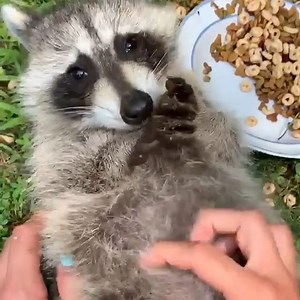 20K views · 140 reactions | It's so good to see these spoiled animals | Naturee | Facebook