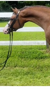 11K views · 7 comments | Pretty, 2016, 12.2 hand, Welsh Pony Mare...