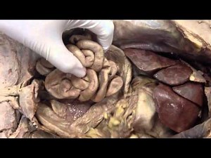 Cat digestive system