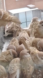 17K views · 262 reactions | Good morning from #China. These lovely Eurasian Tree Sparrows (麻雀,Passer montanus) hope you all have a wonderful day. ❤朵朵狗狗 ❤❤❤ #Chinese #nature #birds #wildlife #travel #peace #beauty #beautiful #love | Lin hillside | Facebook