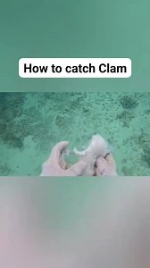 How to catch clam #fishing #millionviews #usa | Matt Spearfishing