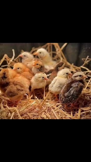 1.9K views · 82 reactions | #fbreelsviral #reels2023 #sabonglife #sultada | Jeric Pillarina Paynor | Facebook